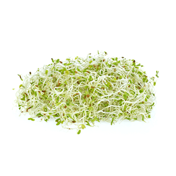 Germinados Alfalfa