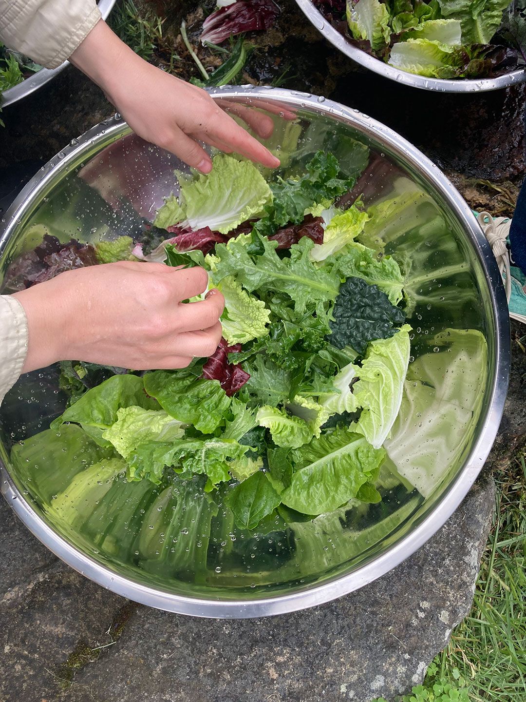 Detalle de cultivos limpios de hortalizas y agricultura orgánica en la Reserva Natural Villa Paz Choachí