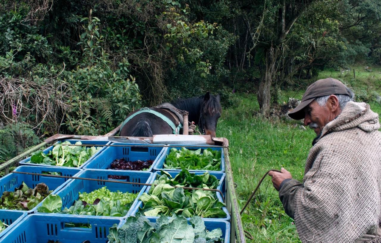 Producción limpia de alimentos e hortalizas ricas en nutrientes del campo a la mesa